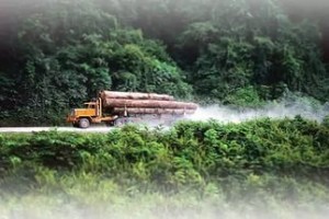 производство лесопромышленной продукции