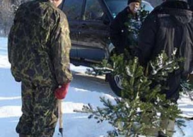 охрана хвойных деревьев