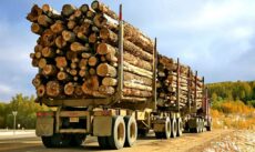 экспорт древесины из России